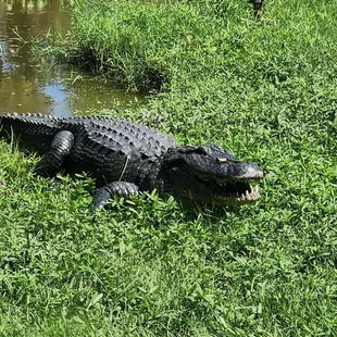 Gator