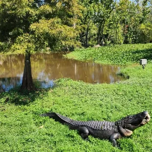 Gator eating bread
