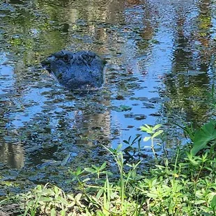 Gator next to tree