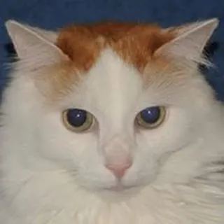 Lev N.