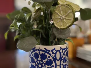 Lola’s Tacos And Tequila