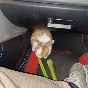 Even my bunny likes them