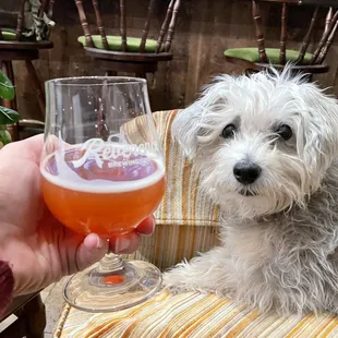 a dog holding a glass of beer
