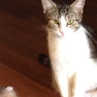 Janet H.