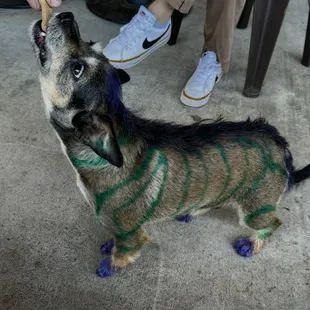 Frankie getting a Revival treat!