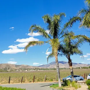 palm trees in the foreground