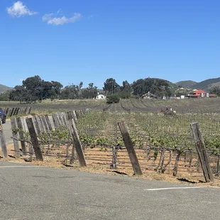 Winery grapes
