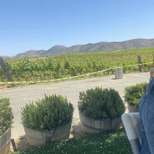 Vineyard