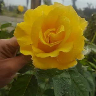 A flower bush from the flower right in front.