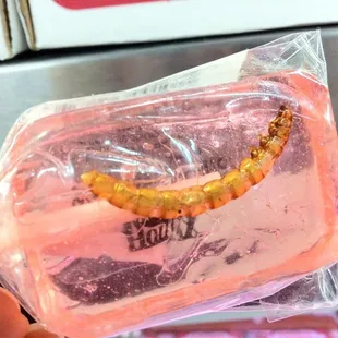 Larva Lolly