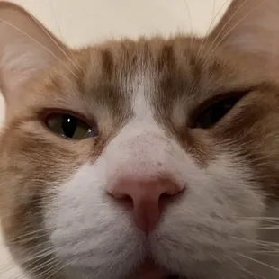 Beans