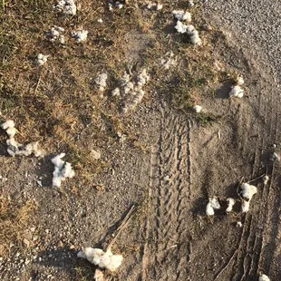 Cotton washed onto the roadside thanks to Hurricane Harvey.