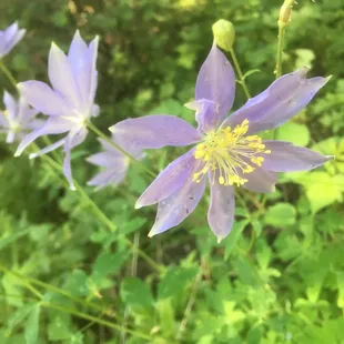 Oh the columbines in july