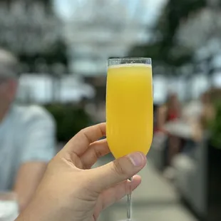 Mimosa