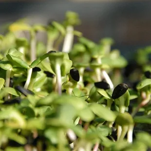 a close up of a bunch of sprouts