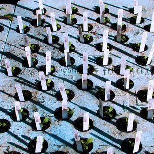 rows of young plants in pots
