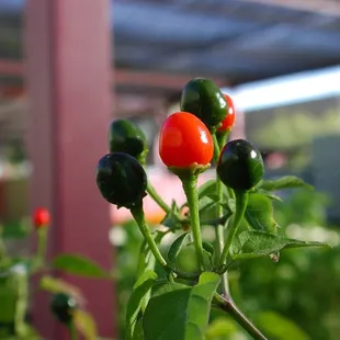 a close up of a pepper plant