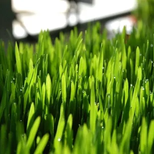 a closeup of a green lawn