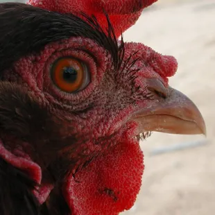 a close up of a rooster's head