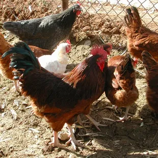 a group of chickens in a fenced in area