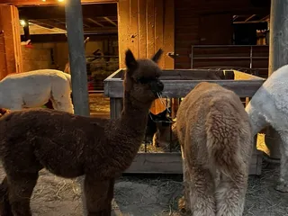 Alpacas Of The Heartland