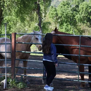 More horse petting!