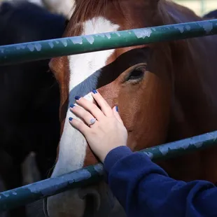 Friendly horse willing to be pet!