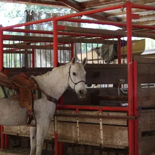 Very photogenic horse