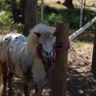 Pony!!! Jenifer informed us they just got it 2 days ago! (April 16th 2021).