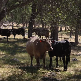 Cows we saw during our horse back ride!