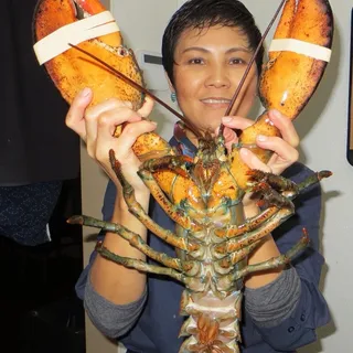 Live Maine Lobster