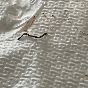 a worm crawling on a piece of paper towel