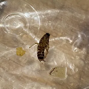 Cockroach in the food