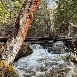 Rich Creek Trail (5/27/23)