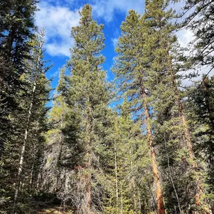 Rich Creek Trail (5/27/23)