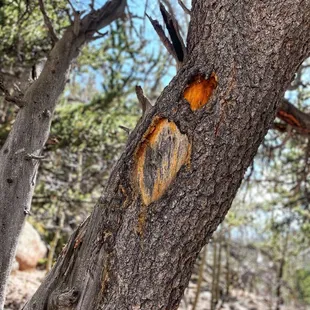 Rich Creek Trail (5/27/23)