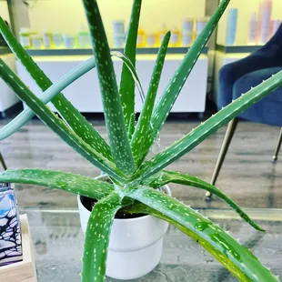 Plant