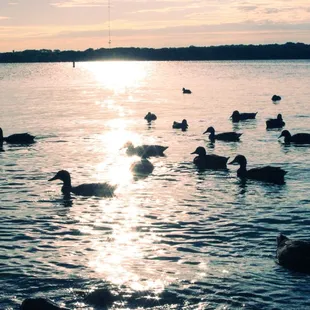 Richard Simpson Park