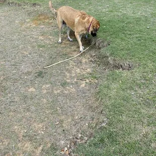 Pup with her fav pastime a stick