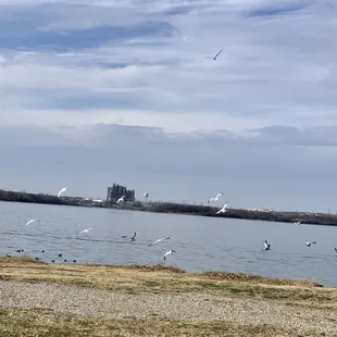 Seagulls hovering near the water - also ducks and squirrels who would like some leftover bread or other food as a treat!