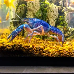 the spy.....the rumor...an al-qaeda affiliate