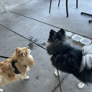 Ki our pomsky and Benoni our Pomeranian on patio