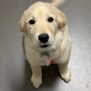 Maggie was full of love during her 14-week puppy visit today!