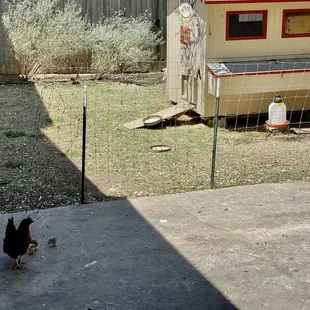 Mama hen with 3 chicks considering a return to the backyard coop