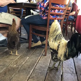 Rooster begging