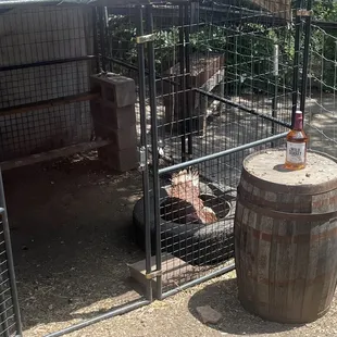 Turkeys and chickens roaming