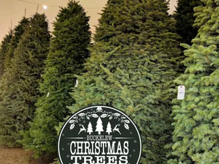 Buckelew Christmas Trees
