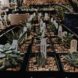 Succulents &amp; more