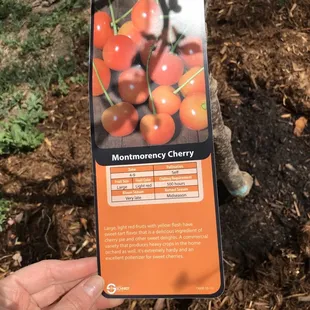 Cherry tree tag