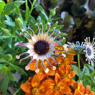 Annuals are availible starting in February!